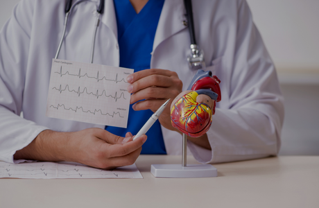 cardiologue montrant un cardiogramme et un modèle de cœur